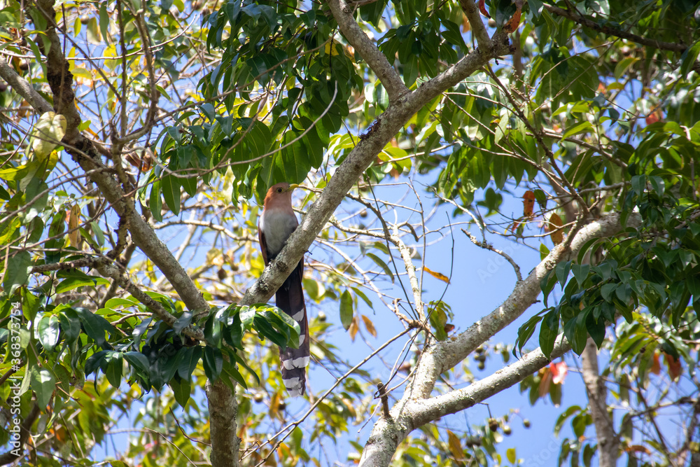 Long tailed squirrel cuckoo (piaya cayana) bird on a tree Long tailed squirrel cuckoo (piaya cayana) bird on a tree