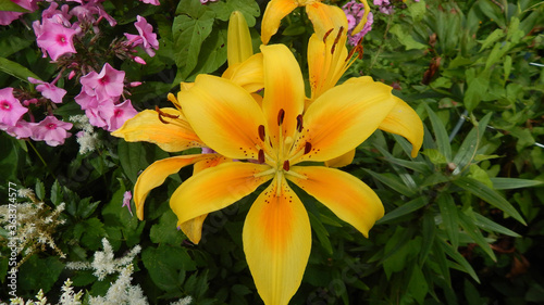 orange tiger lilies in the park
