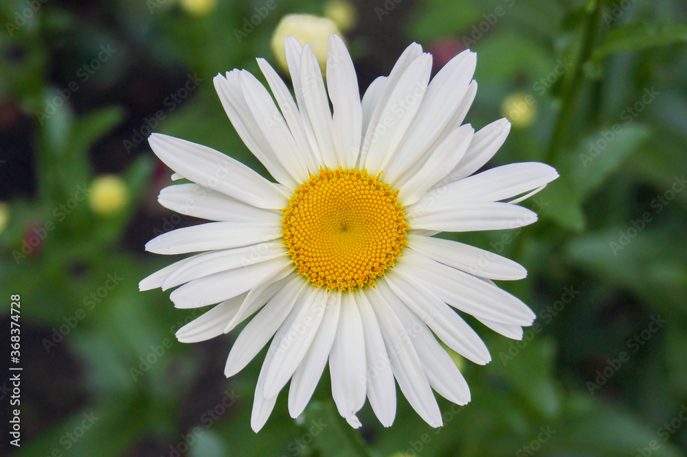 Chamomile flower blooms on a background of blurred greens. Chamomile flower blooms on a background of blurred greens.