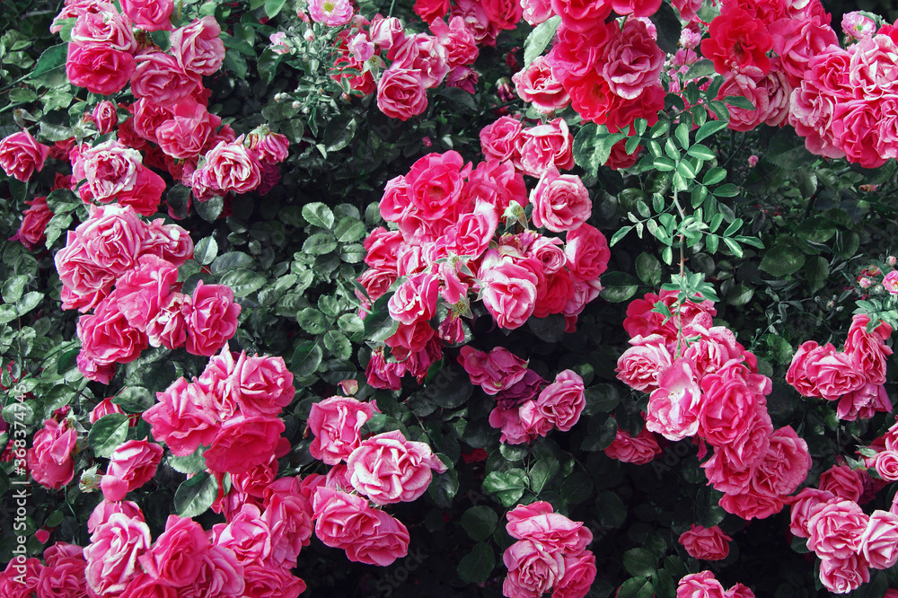 Beautiful fresh pink roses bush in nature. Beautiful fresh pink roses bush in nature.
