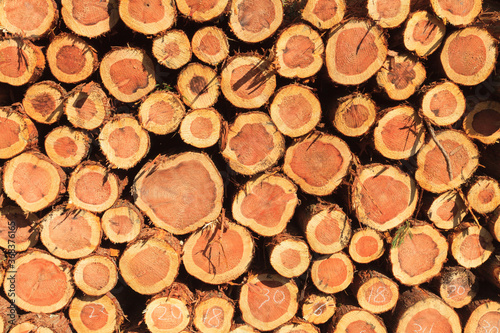 Pile of Pine tree logs.