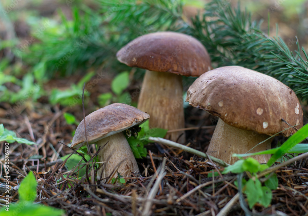 Mushroom boletus edilus. Popular white Boletus mushrooms in forest. Mushroom boletus edilus. Popular white Boletus mushrooms in forest.