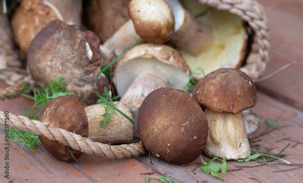 Forest picking mushrooms in wickered basket top view copy space. Fresh raw mushrooms on the table. Forest picking mushrooms in wickered basket top view copy space. Fresh raw mushrooms on the table.