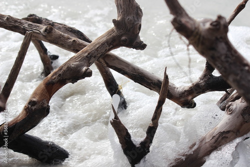 tree in the sandy waters