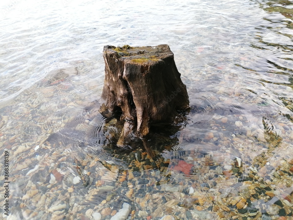 stump in the water