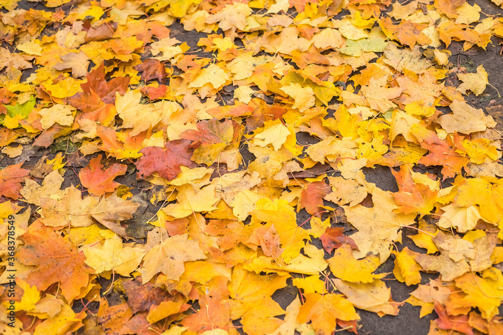 concept autumn is coming to town, leaves on the road.Colorful autumn leaves background. concept autumn is coming to town, leaves on the road.Colorful autumn leaves background.