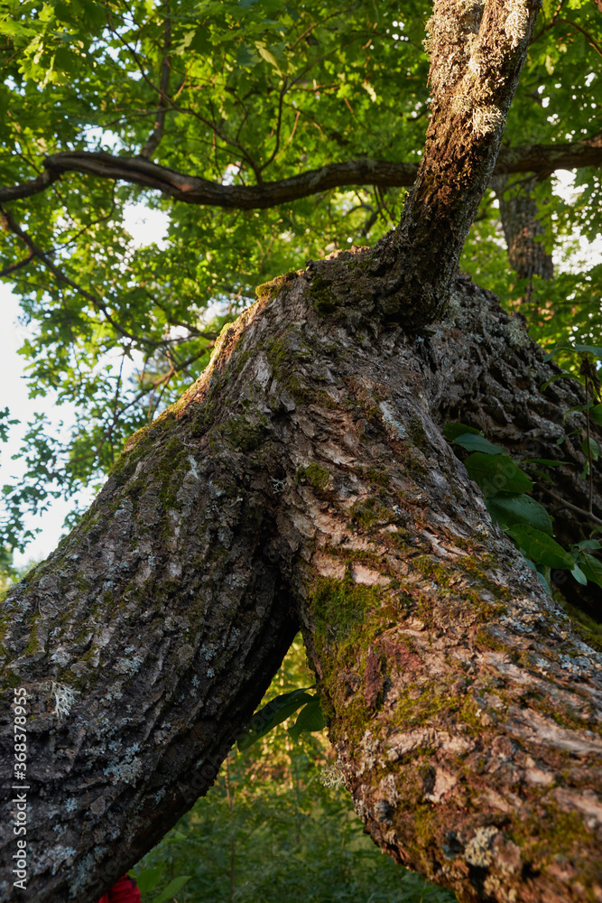 Beautiful summer forest with various trees