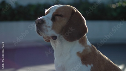 beagle dog portrait