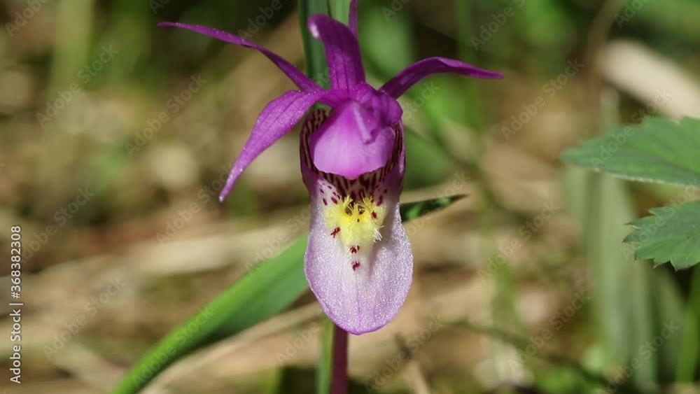 Beautiful, wild, and rare Calypso orchid wildflower blooming in the foothills region of Alberta during springtime. Beautiful, wild, and rare Calypso orchid wildflower blooming in the foothills region of Alberta during springtime.