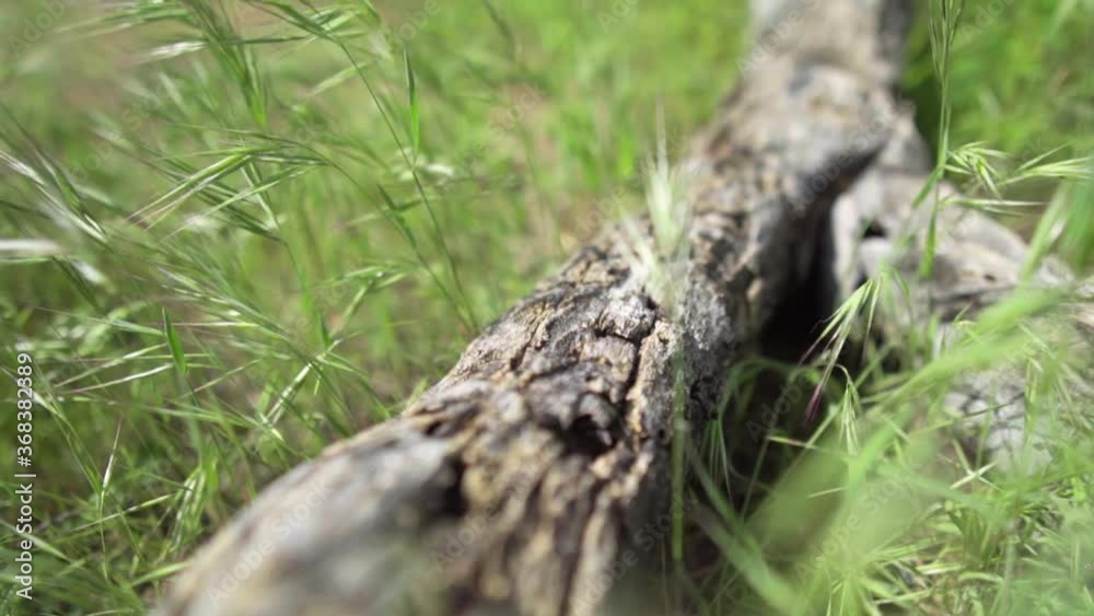 Close up of a fallen log in a field. Close up of a fallen log in a field.