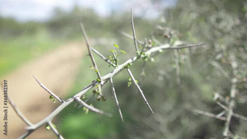 Close up of thorny bush branch.