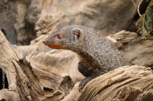 Profile view of a mongoose