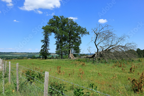 An archway in the trees overlooking the Westerham countryside photo