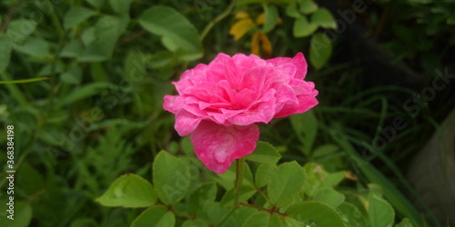 pink rose in the garden