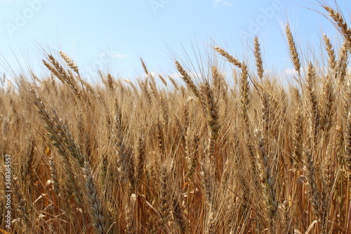 Ripe wheat ears on the light blue sky background. A thick summer cereal field. Farm crops.