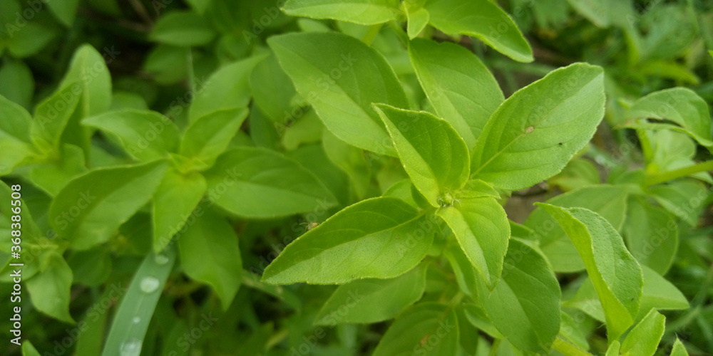 green leaves background green leaves background