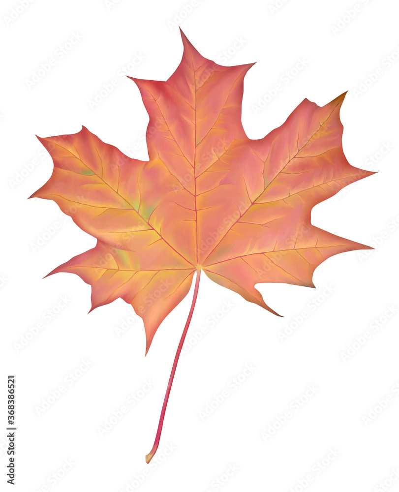 Obraz premium red maple leaf