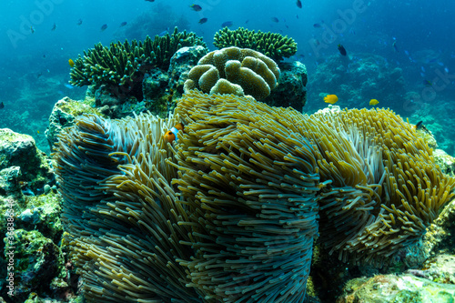 underwater scene with coral reef and fish; Sea in Surin Islands; Phang Nga Province; southern of Thailand. photo