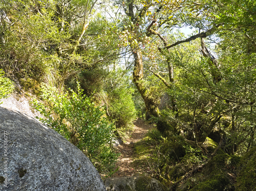 Obraz premium 柘植の森の道