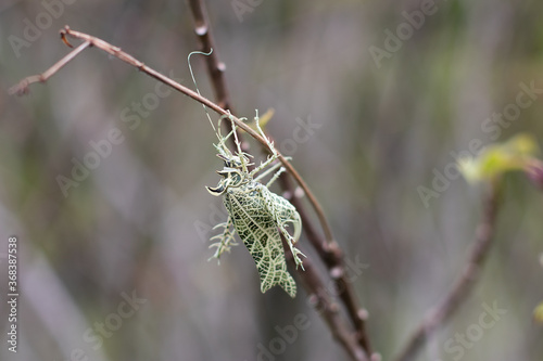 camouflaged grasshopper in a branch