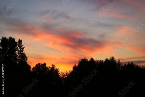 Colorful sunset over deciduous forest. Summer landscape. © ss404045
