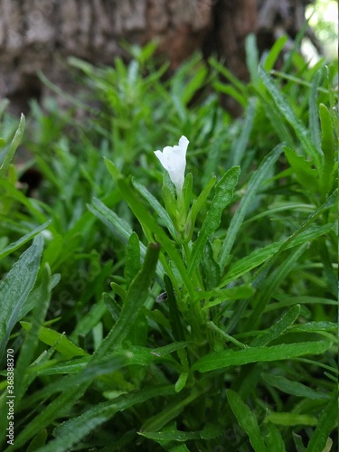 snowdrops in the snow