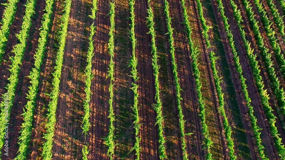 Fototapeta premium Aerial view from drone of field with grapes. Agriculture and rural landscape.