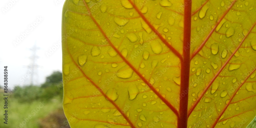 Obraz premium autumn leaf in the rain