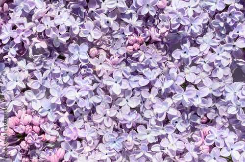 Purple lilac flowers background (Small lilac flowers spreading on water surface to form a pattern)