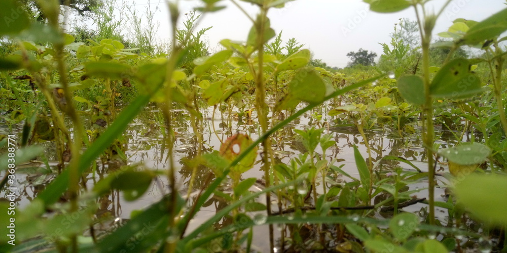 Obraz premium dew on grass