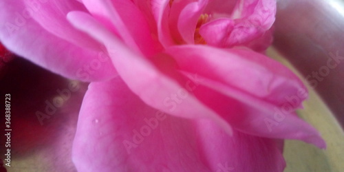 close up of a flower © AdiMO