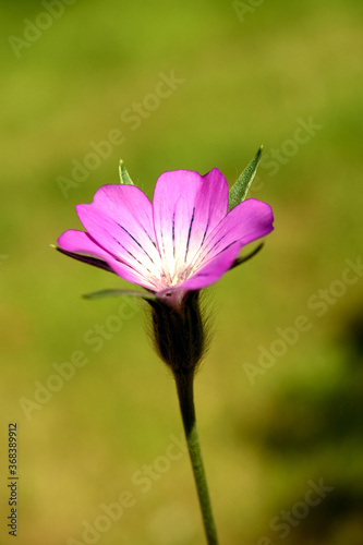 Single Corncockle flower head photographed in close up