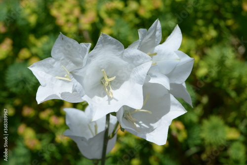 White Bellflower photographed in close up