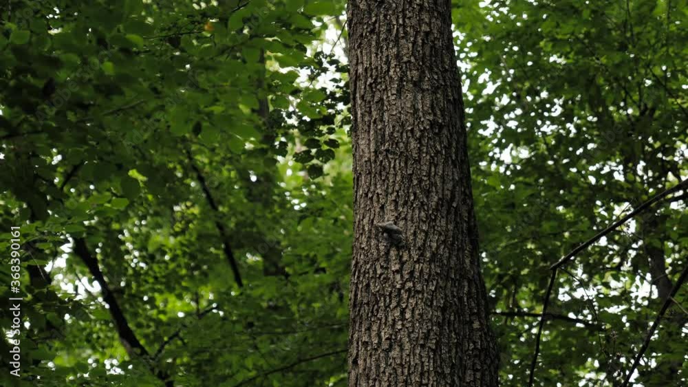 A small songbird picks insects off of the bark of a tree for a meal. Lush Romanian woodlands. A small songbird picks insects off of the bark of a tree for a meal. Lush Romanian woodlands.