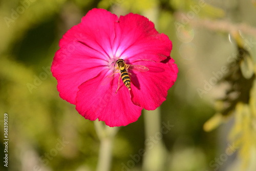 Close up of Rose Campion flowerhead with pollinating hoverfly