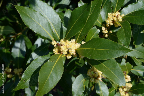 Flowering Bay Laurel leaves in close up