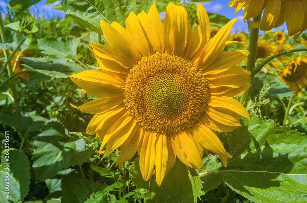 Obraz premium a Yellow blooming sunflower on a field