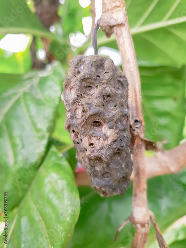 Noni(great morinda) condition after ripening The result turns black. Before falling to the ground