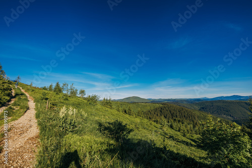 A close up of a lush green hillside