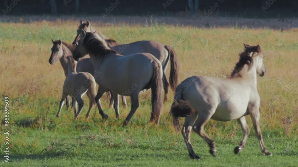 Pack of Wild Horses Grazing. Slow Motio capture of the horses on a polish meadow. Pack of Wild Horses Grazing. Slow Motio capture of the horses on a polish meadow.