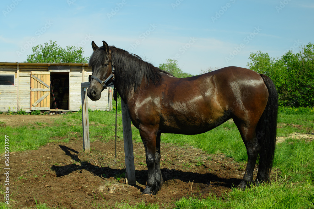 The adult horse is standing next to the hitching post. The adult horse is standing next to the hitching post.