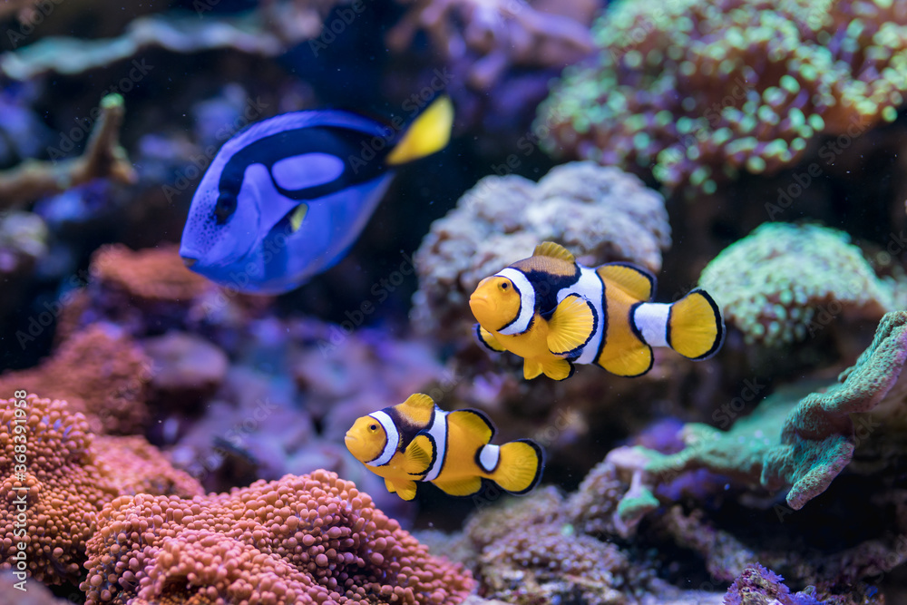Paracanthurus hepatus, Blue tang, Amphiprion percula , red sea fish,  in Home Coral reef aquarium. Selective focus.
 - obrazy, fototapety, plakaty 