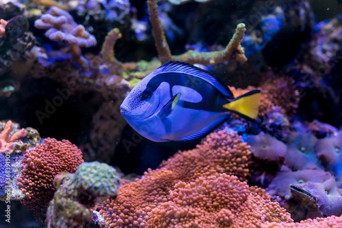 Paracanthurus hepatus, Blue tang in Home Coral reef aquarium. Selective focus.