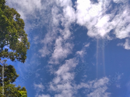 A view of Blue sky in a sunny day through a foliage