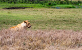 Lion female in bushes - Ngorongoro national park, Tanzania
