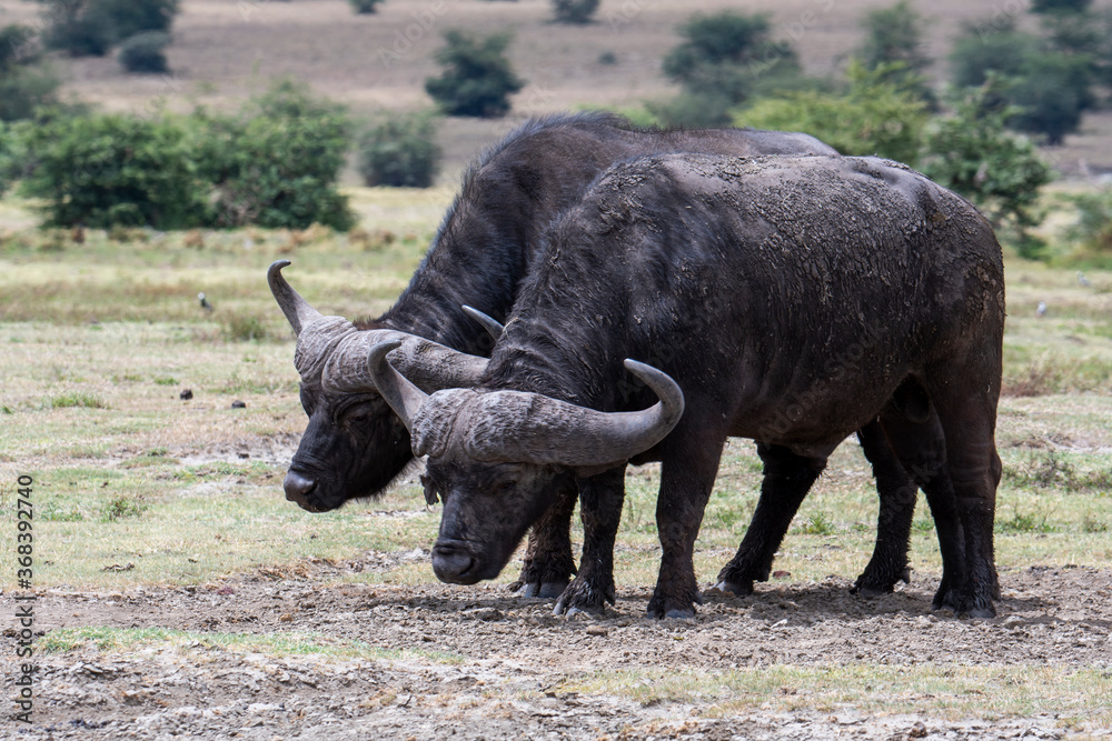 Fototapeta premium Buffalo in the Ngorongoro National Park, Tanzania 