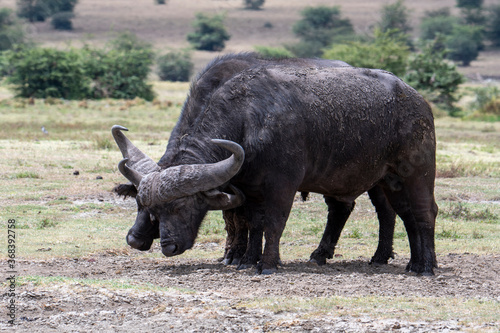 Buffalo in the Ngorongoro National Park  Tanzania 