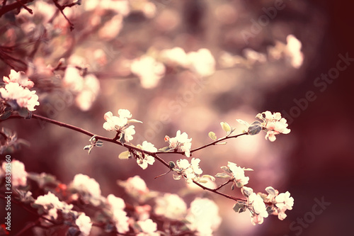 spring or summer flowers background / vintage toning nature landscape flowers