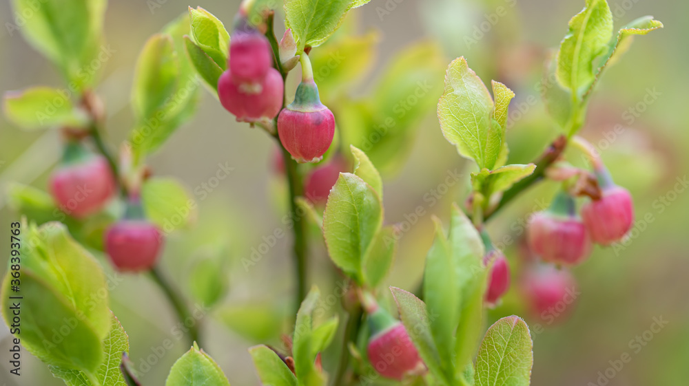 Cowberry bush with pale pink flowers closeup Cowberry bush with pale pink flowers closeup