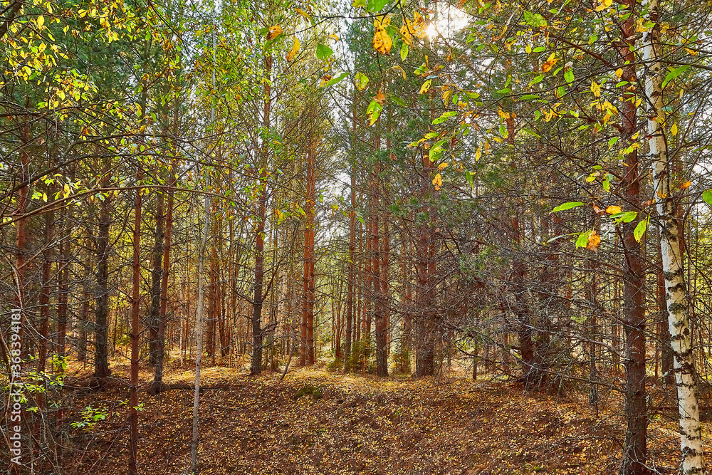 Fototapeta premium Landscape with forest and trees in it in summer or autumn day.